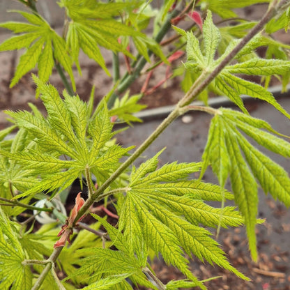 Acer palmatum Koyuki