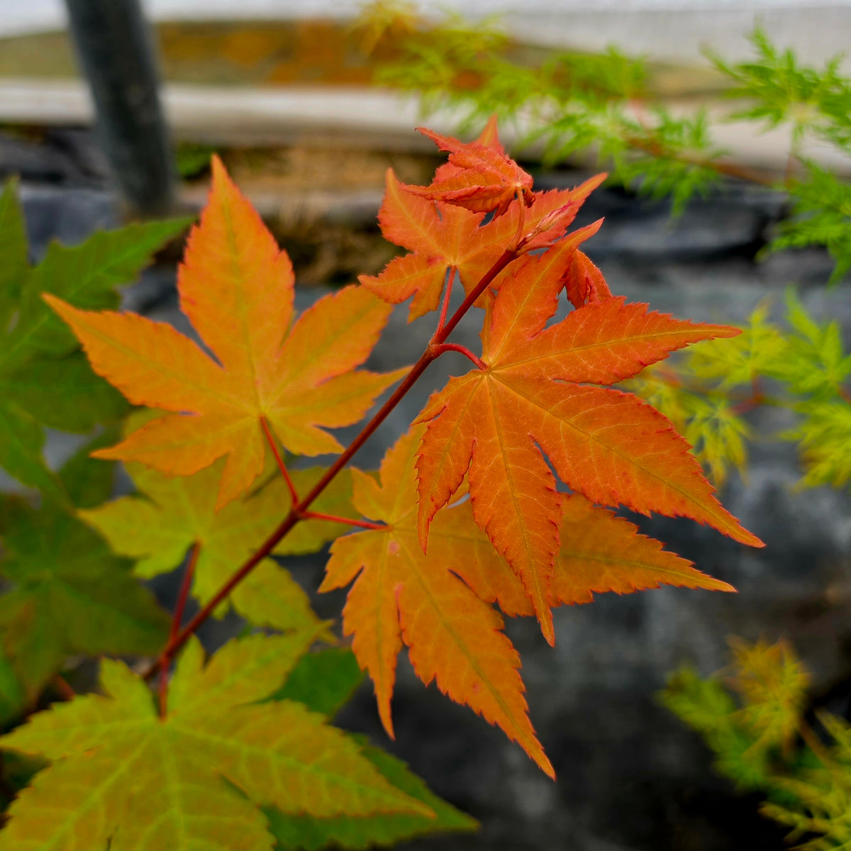 Acer circinatum