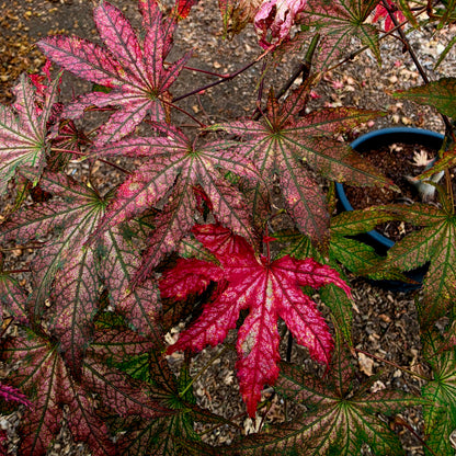 Acer palmatum Amagi Shigure leaves