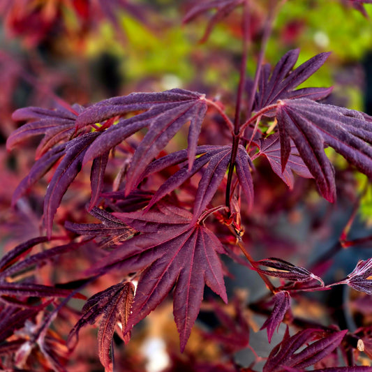 Acer palmatum Shin Koba Shojo