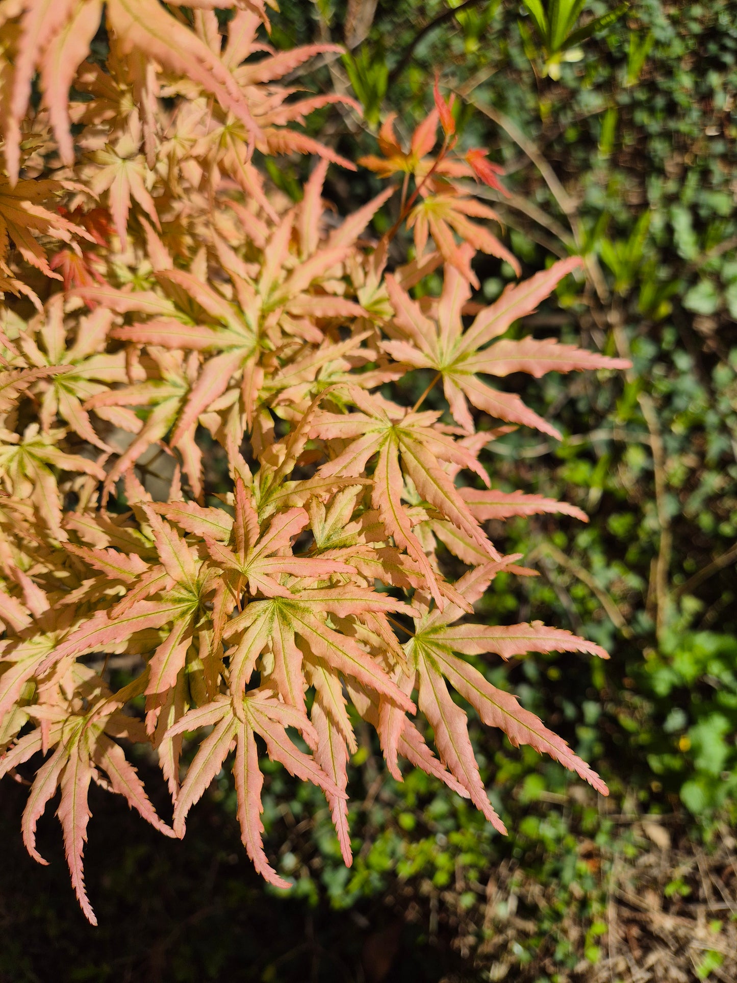 Acer palmatum Coral Pink