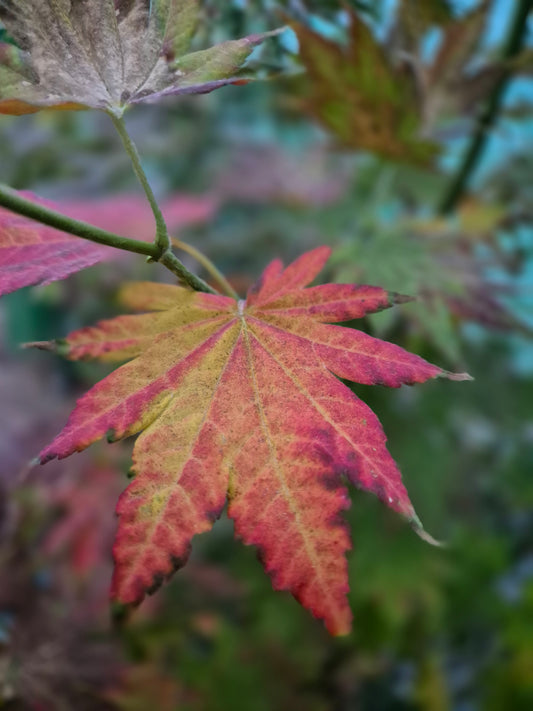 Acer shirasawanum Seyu