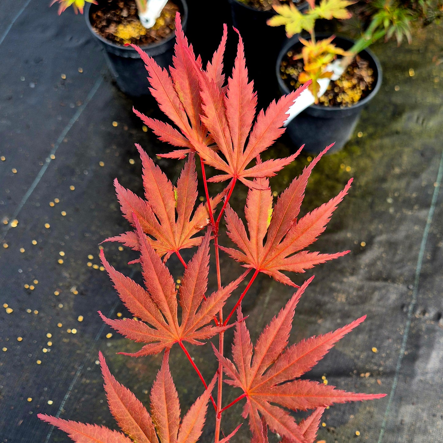Acer palmatum Azuma Murasaki