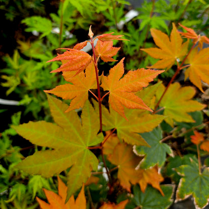 Acer circinatum