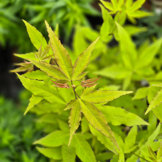 Acer oliverianum Hot Blonde