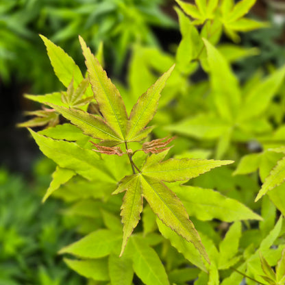 Acer oliverianum Hot Blonde