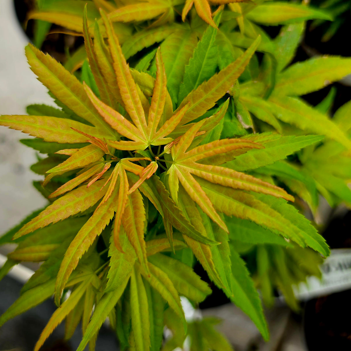 Acer palmatum Beni Mikawa