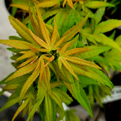 Acer palmatum Beni Mikawa