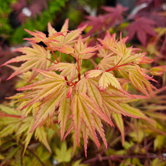 Acer palmatum Coral Pink