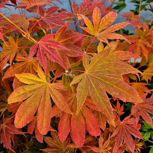 Acer palmatum Heguri
