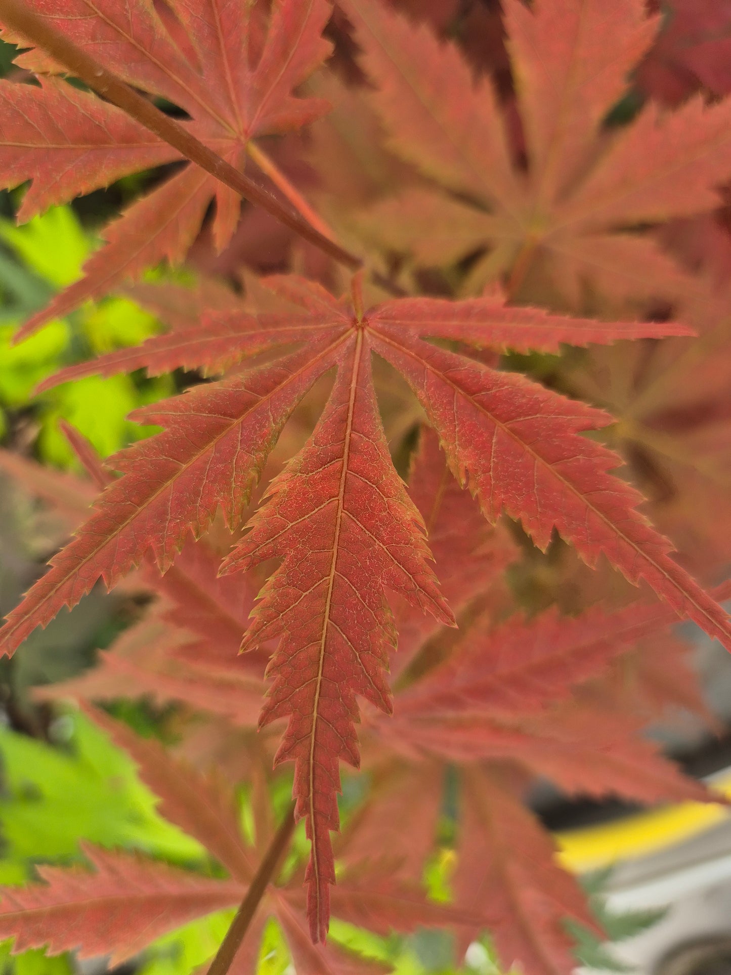 Acer palmatum Heguri