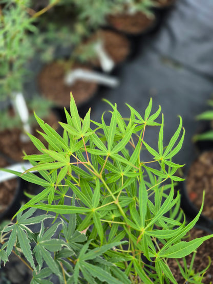 Acer palmatum Linearilobum