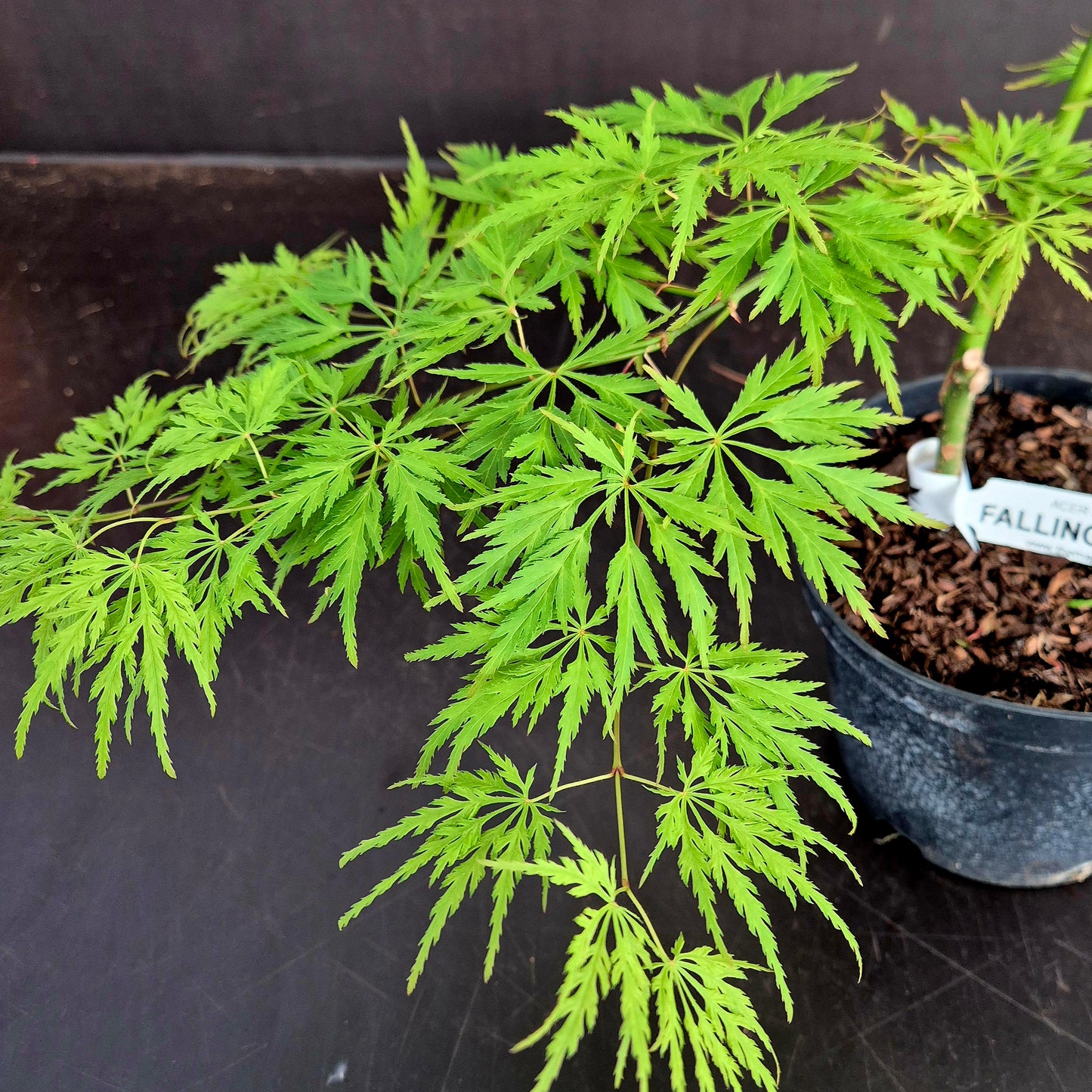 Acer japonicum Falling Flames