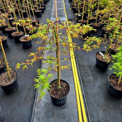 Acer palmatum Ryusen