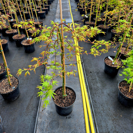 Acer palmatum Ryusen