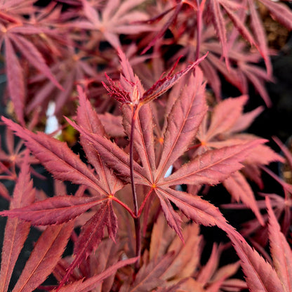 Acer palmatum Chokei-Ji