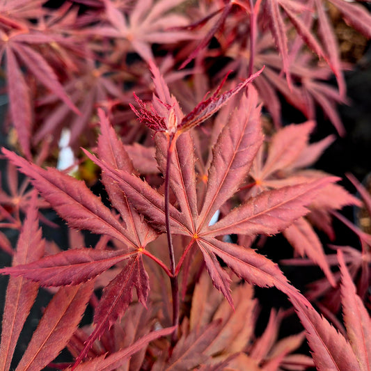 Acer palmatum Chokei-Ji