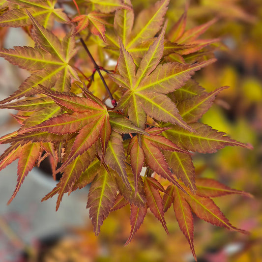 Acer palmatum Beni Tsukasa