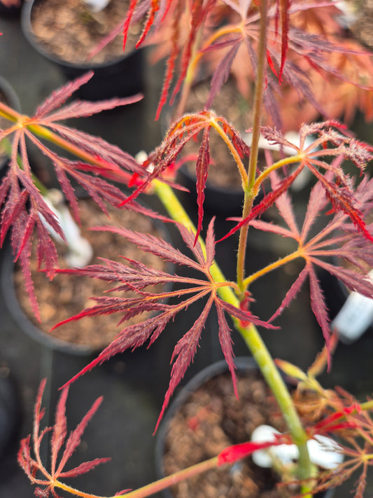 Acer palmatum Dragon's Fire