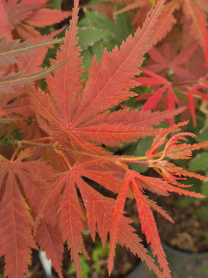 Acer palmatum Heguri