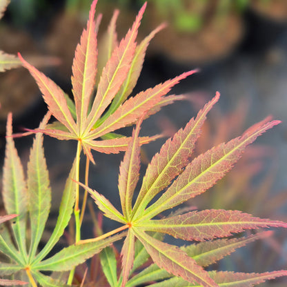 Acer palmatum Burgundy Lime