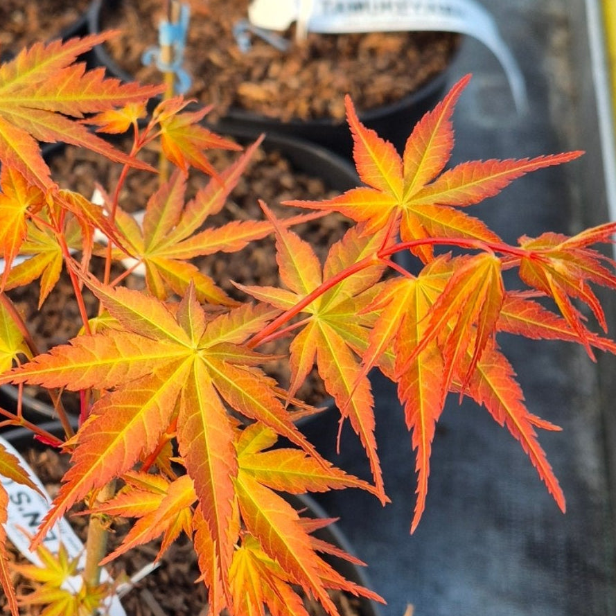Acer palmatum Alan's Gold