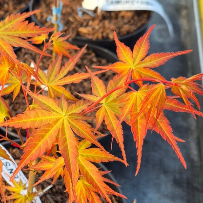 Acer palmatum Alan's Gold