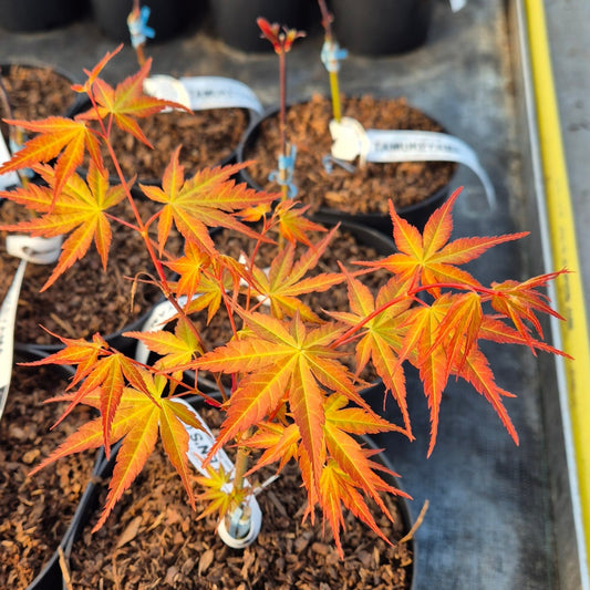 Acer palmatum Alan's Gold