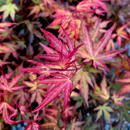 Acer palmatum Mila