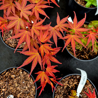 Acer palmatum Isobel