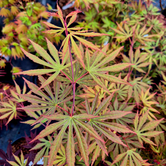 Acer shirasawanum Sensu
