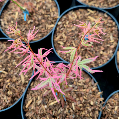 Acer palmatum Iyoshi