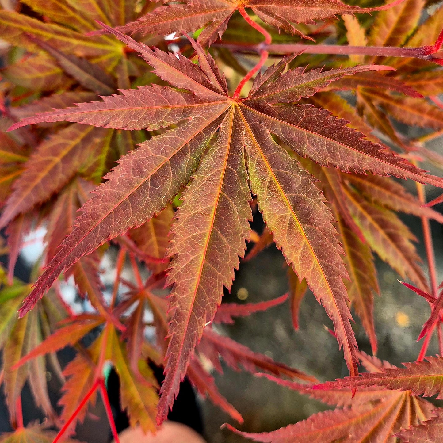 Acer palmatum Azuma Murasaki