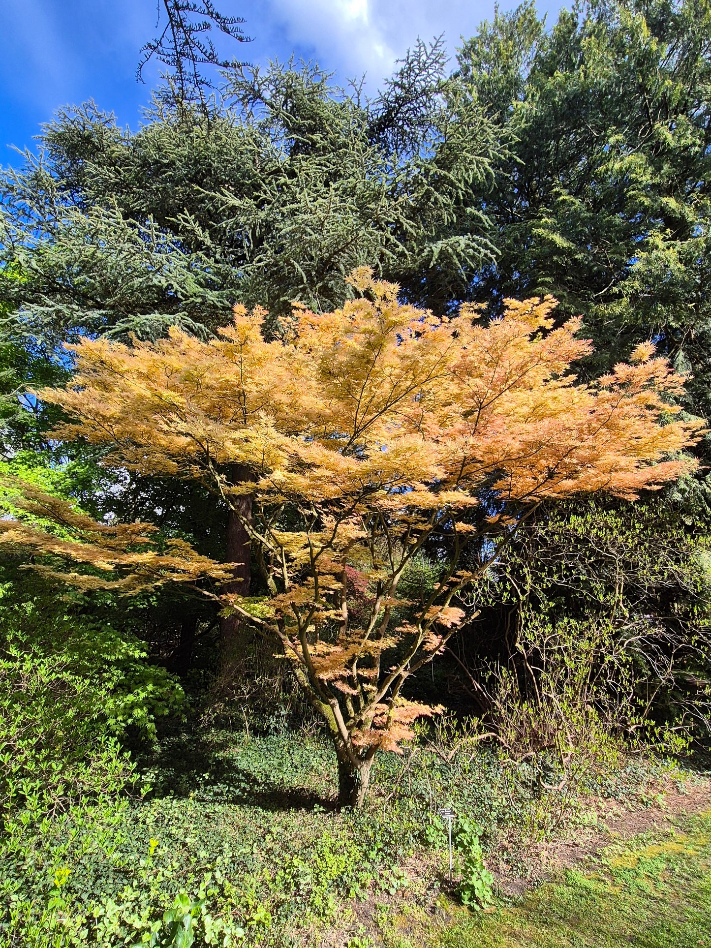 Acer palmatum Coral Pink