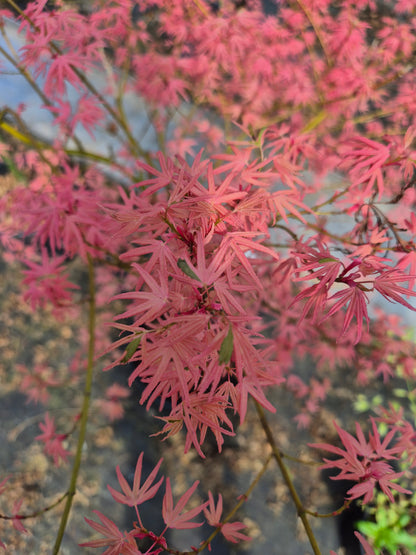 Acer palmatum Iyoshi 