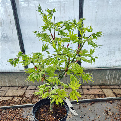 Acer palmatum Koyuki