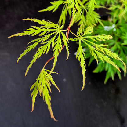 Acer japonicum Falling Flames