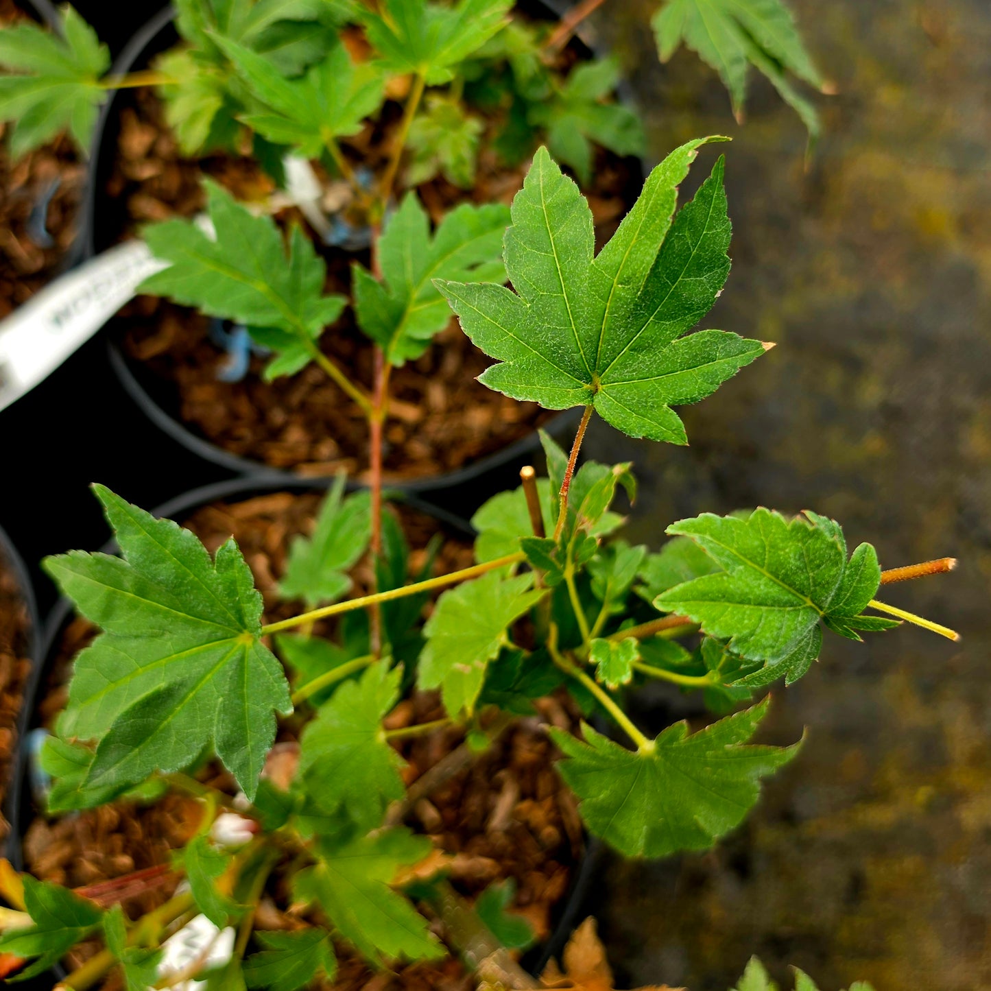 Acer sieboldianum Seki No Kegon