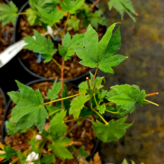 Acer sieboldianum Seki No Kegon