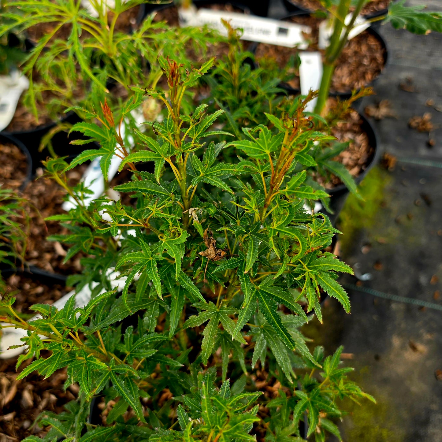 Acer palmatum Sharp's Pygmy