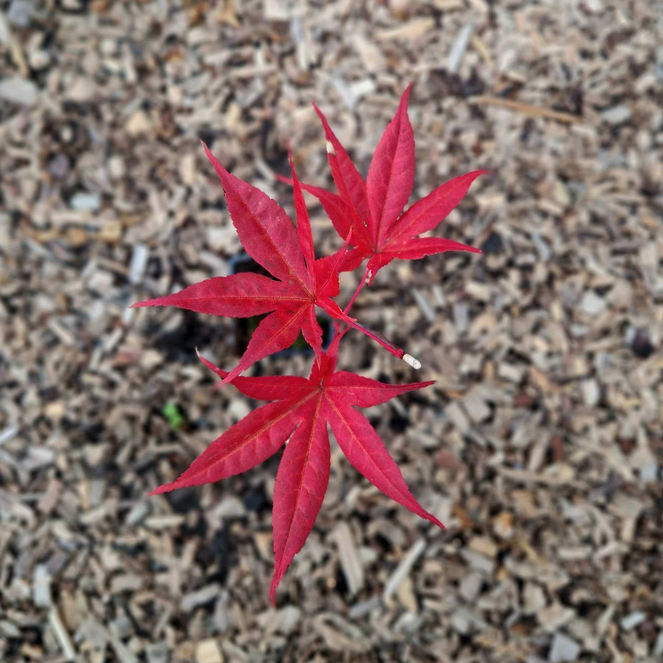 Acer palmatum Shojo