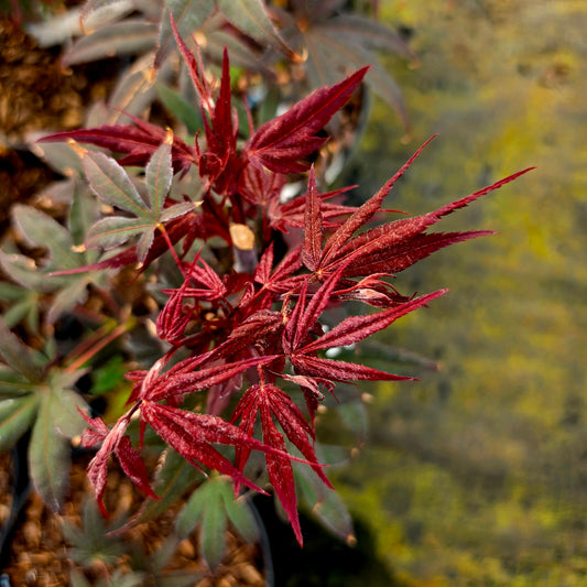 Acer palmatum Shojo Nomura
