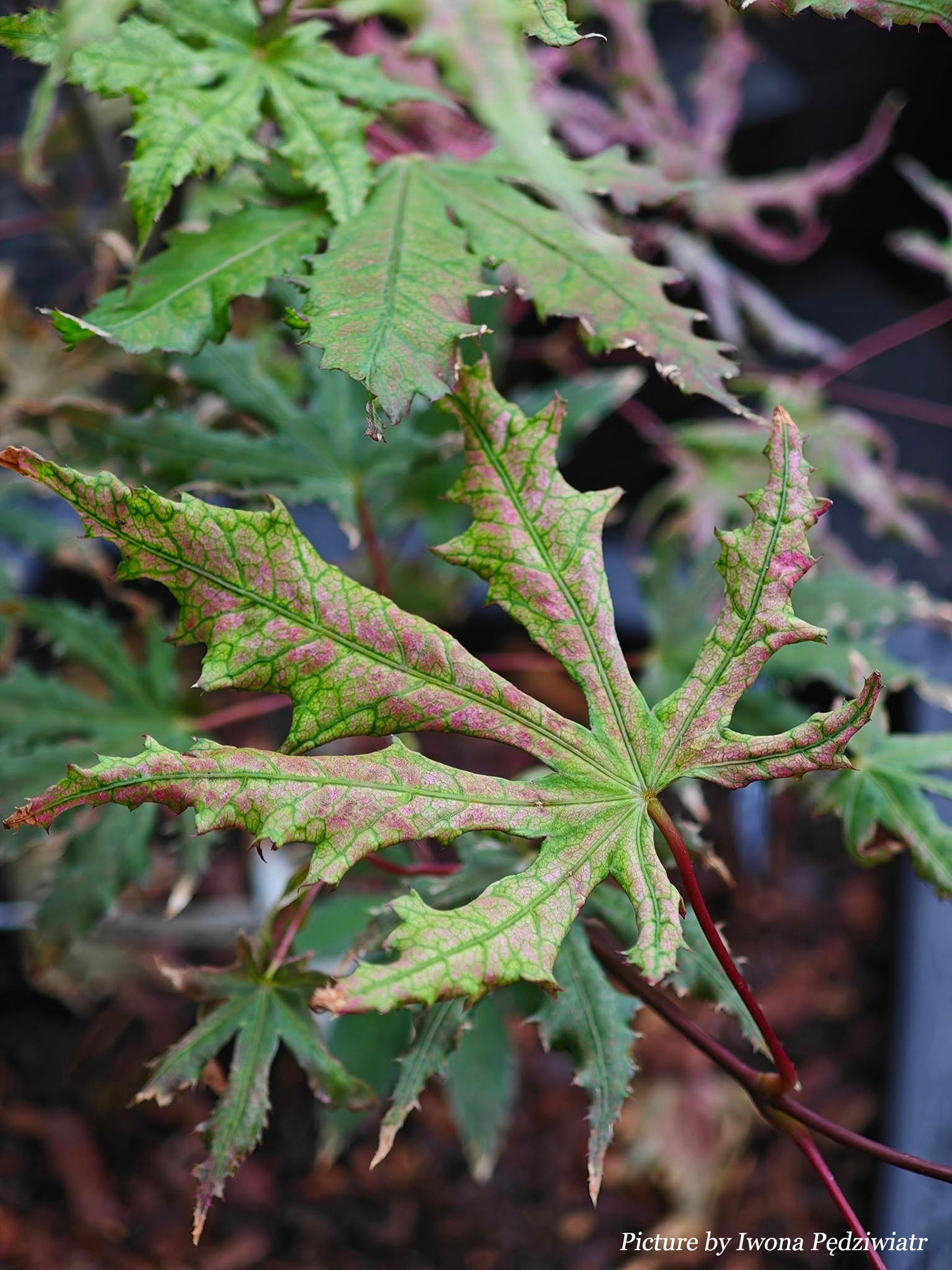 Acer palmatum Strawberry Spring