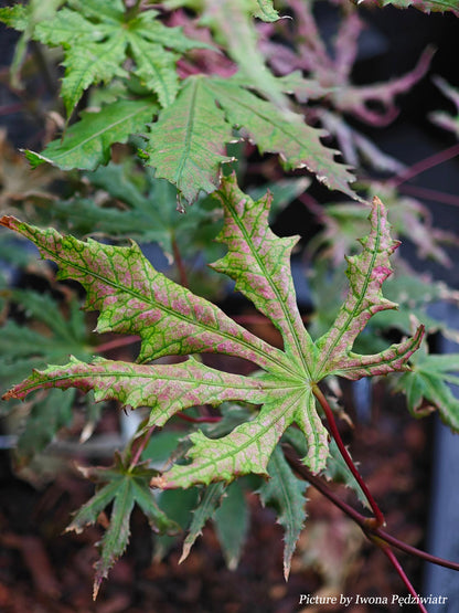 Acer palmatum Strawberry Spring