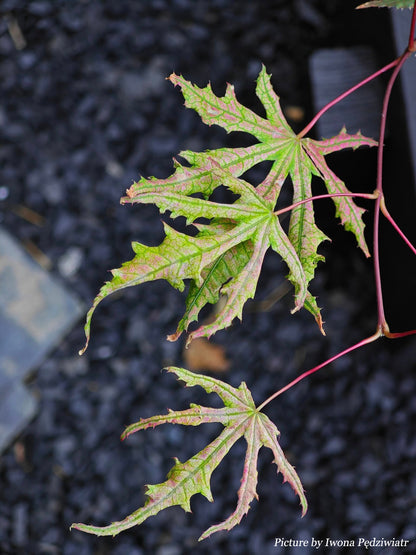 Acer palmatum Strawberry Spring