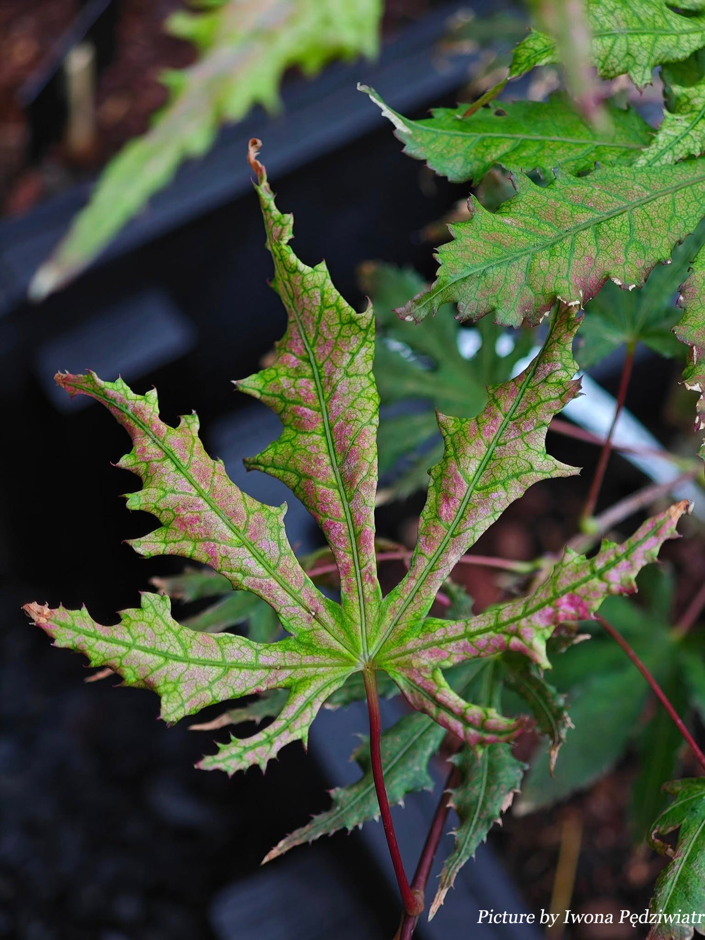 Acer palmatum Strawberry Spring