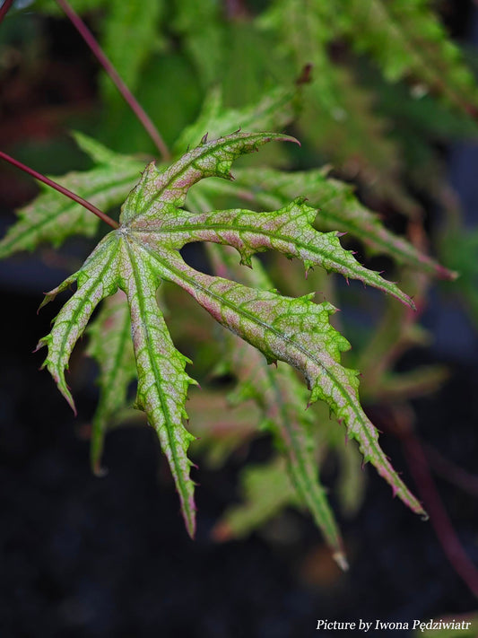 Acer palmatum Strawberry Spring