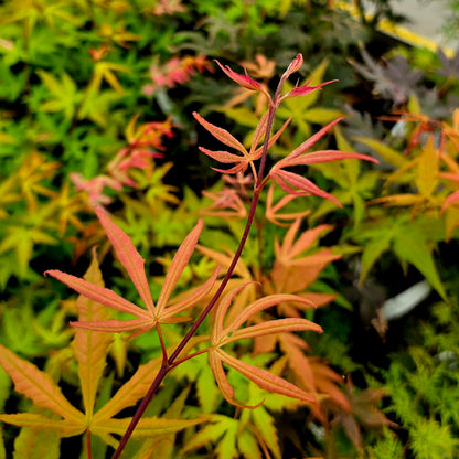Acer palmatum Takatori