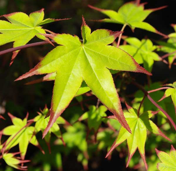 Acer palmatum Tana