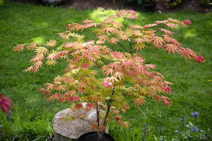 Acer shirasawanum Autumn Moon